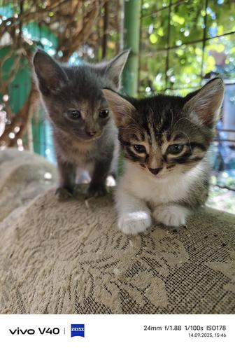 Котята от мышеловки .