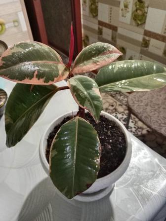 Фикус Белиз продам