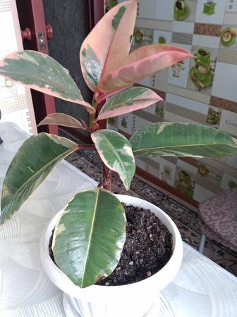 Фикус Тинеке продам