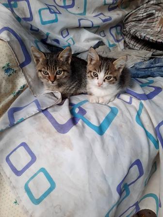 Отдам в добрые ответственным людям котят