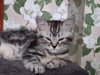 Красивая Шотландская Скоттиш страйт девочка