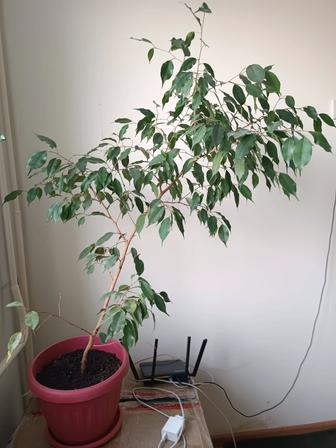 Комнатные растения