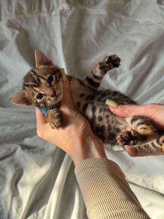 бенгальский котенок
