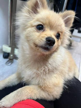 Продам щенка немецкий шпиц