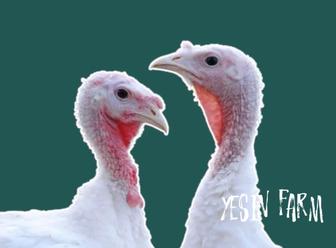 Белый широкогрудый инкубационные яйца индюков отличная генетика