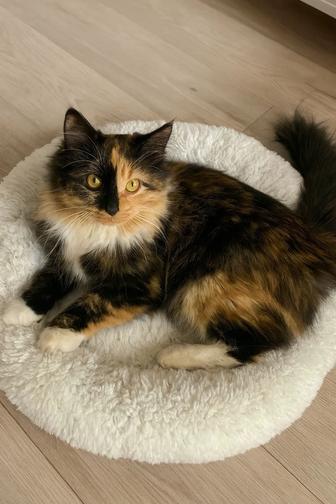 Трехцветка на удачу в дом!