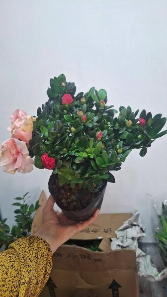 Комнатные цветы