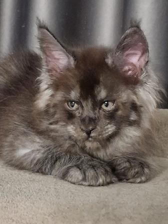 Мейн Кун , нереальный дым