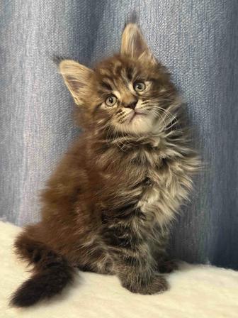 Мейн Кун , нереальная красотка