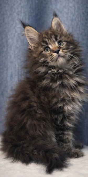 Мейн Кун , нереальная красотка