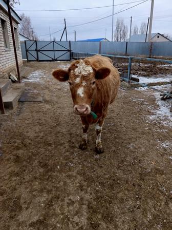 Продам тёлок, қашар сатылады.