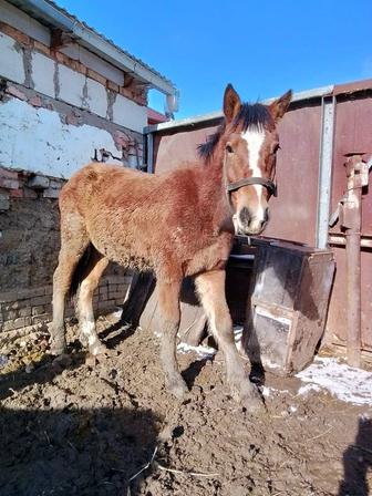 Продам тай советский тяжеловоз.