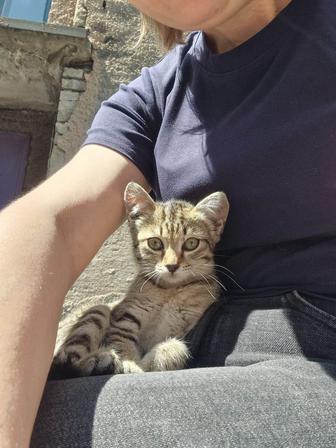 Пристраивается малышка девочка , только в ответственные руки , в квартиру