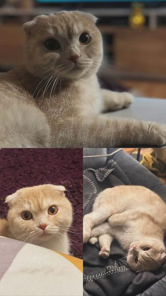 Пристрою шотландскую кошечку
