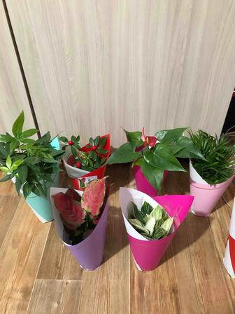 Комнатные цветы