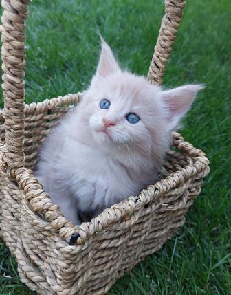 Крутые Котята Мейн-кун