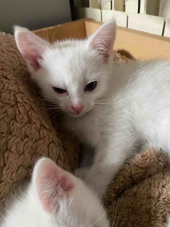 Отдам котенка в добрые руки (мальчик, 2 мес). Ест все, хорошо знает лоток