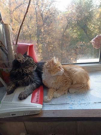 Отдам котят