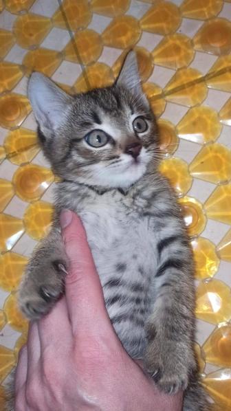 Котенок в любящие руки