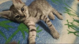Отдам котят в хорошие руки!