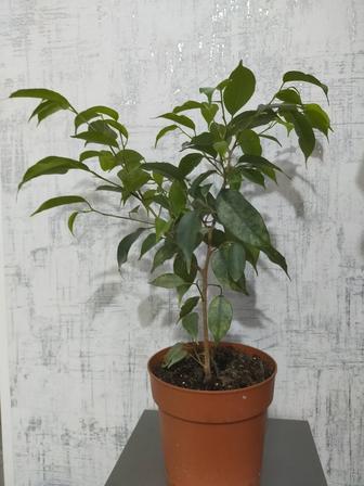 Фикус Бенджамин