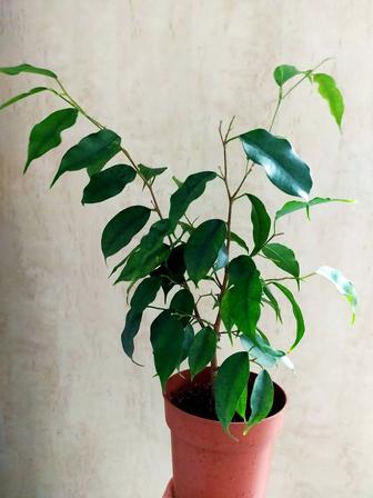 Фикус Бенджамин