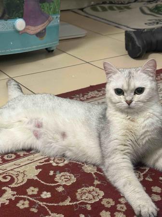 Кошка