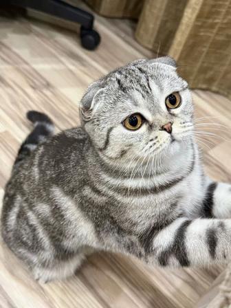 Передержка кошек