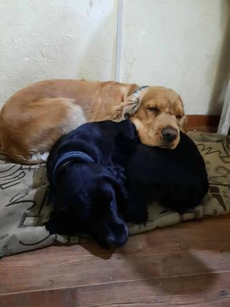 Английский кокер спаниель