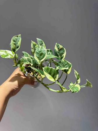 Продажа Эпипремнум Энджой