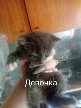 отдам котят мейн-куна