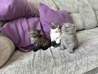 Котятки скоттиш fold и страйт