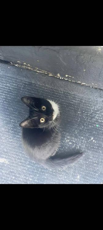 Котенок мальчик