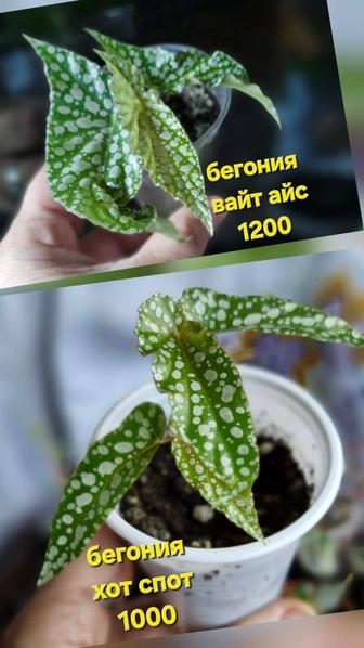 Домашние бегонии