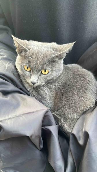 Отдадим котенка в добрые руки