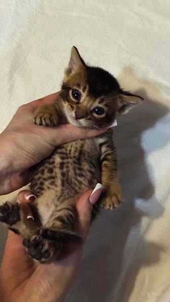 абиссинские котята