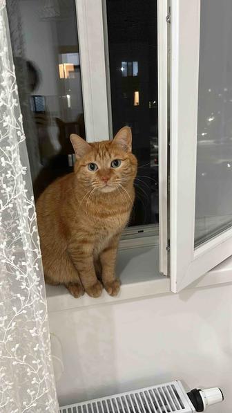 Отдам даром кота в добрые руки