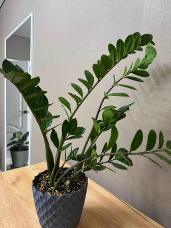 Замиакулькальс