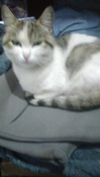 Кошечка с котятами