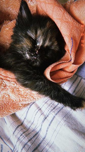 Котенок