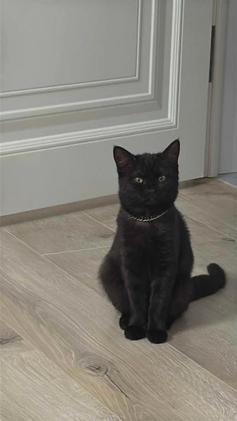 Отдам кошку в добрые руки