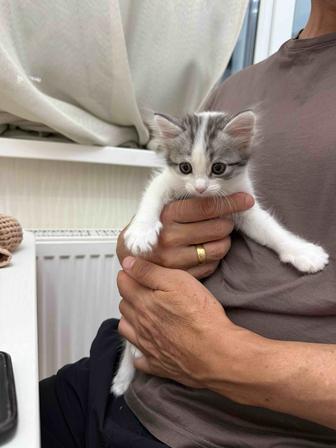 Котенок