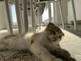 Котенок вислоухий