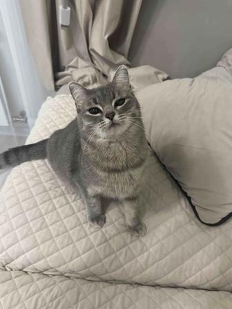 Кошка бесплатно