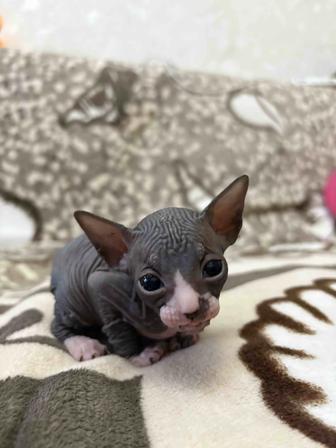 Котенок канадский сфинкс
