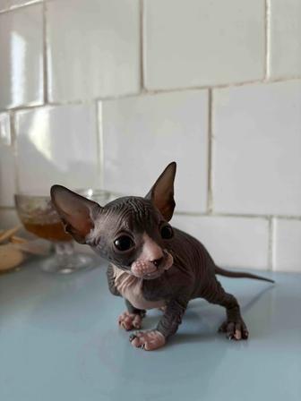 Котенок канадский сфинкс