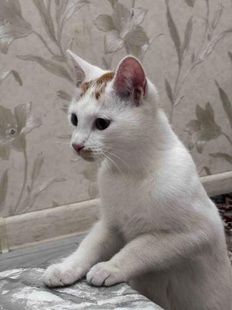 Ищем кошку новый дом