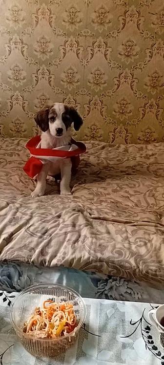 Отдам щенка