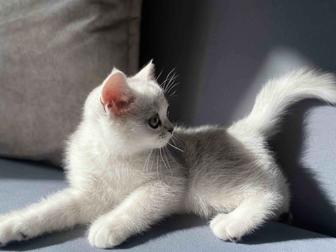 Скоттиш страйт кошечка срочно 2 мес с документами