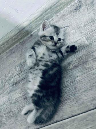 Кошки